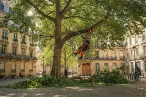 Élagage d'un platane en ville : quelles contraintes administratives ?